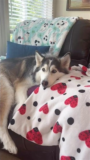 this “balto” sequel is kinda good ‼️📺 #movies #dogs #husky #pet #animal #viral