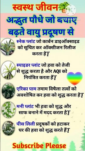 Best Indoor Plants | Best Air Purifier For Home| Best Air Purifier Plants| Top 5 Air Purifier Plants