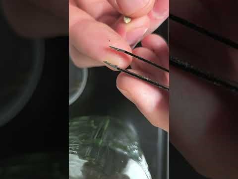 Starting Seeds With Float Tech Method. High Germination Rates. Fast Germination. Easy Germination.