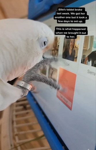 Jen Cunha on Instagram: "We gave Ellie her new tablet tonight 🤗 This is what she did 😭 #parrot #cockatoo #birb #clickertraining #petsofinstagram #animalcommunication #aac #animaladdicts #commboard @commboards"