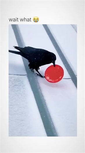 Buzz Reels Hub™ on Instagram: "This footage captures a rare example of non-functional play behavior in a wild bird.​The Subject The animal shown is a member of the Corvid family, likely a crow or raven. These birds are recognized by biologists as some of the most intelligent non-human animals, possessing high brain-to-body mass ratios and advanced problem-solving capabilities.​The Mechanism The bird utilizes a plastic lid as a makeshift tool to facilitate sliding. By standing on the flat surface