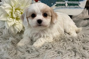 Flora - Cavachon Puppy 9E7397