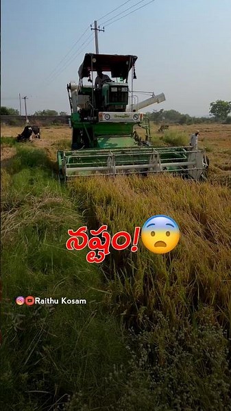 Do this one thing before harvesting paddy!❌👍 Paddy harvest tips | Telugu farming videos #rythukosam