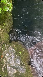 Jedan od izvora rijeke Plive#beautiful #bosnia #hiking #love #live#life#friends#hug#abimals#cat#dog#bear#fish#wintwr#summer#weather#spring#fall#mountain#lake#rock#waterfall#sun#moon#star#earth#Istanbul | Sabahudin Saba Hrustic