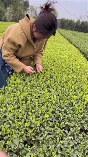 Incredible Fruits That Grow Naturally