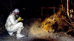 The deadly 'Elephant's Foot'