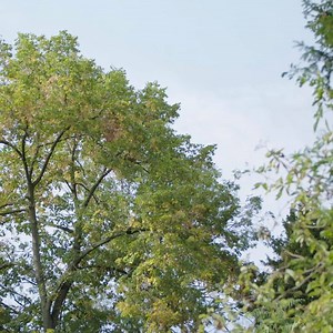 22K views · 1.3K reactions | For Dior's Spring-Summer 2020 show, Maria Grazia Chiuri choose to collaborate with coloco, the collective of botanists, gardeners and urban landscapers, to invite reflection through the scenography of an "nclusive garden". The collective brought together 164 trees that will continue their journey and join several long-term sustainability projects in the Paris region, to reinforce wooded areas. | Dior | Facebook