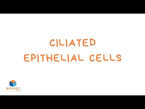 Ciliated Epithelial Cells (KS3 Biology - Specialised Cell Adaptations)