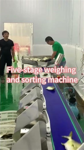 Five-Level Weight Sorting Machine | Automatic Weight Grading Solution