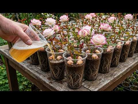 Simple And Fast Rose Propagation Methods! Optimal Natural Formula!