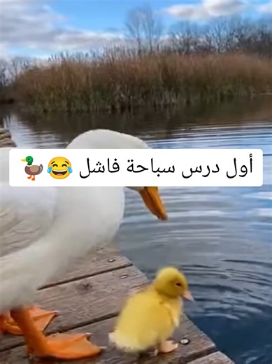 ‏أول درس سباحة فاشل 😂🦆 #funny #fyp #viral #foryou #comedia