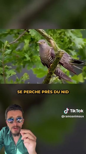 Oiseaux parasites : comprendre le coucou et son comportement