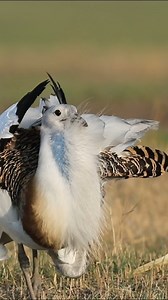 Across the vast grasslands and wetlands of Xing'an League in north China's Inner Mongolia Autonomous Region thrives a rare giant avian species -- the great bustard. The number of great bustards has gradually increased in recent years along with improvement of the ecological environment. | FlyOverChina