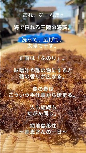 網地島移住〜幸恵さんの一日〜三陸の海で採れたふのりを天日干し。洗って広げ、太陽と風でゆっくり乾かす。味噌汁や酢の物にすると磯の香りが広がる。島の春の手仕事。#網地島#川村幸恵#ブレイントレイン東北
