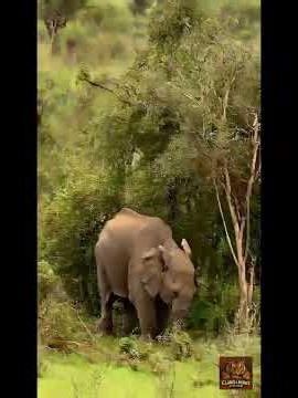 Animals life, Lesser Elephant Claws And Maws Kitchen