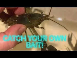 How to Trap Crawfish for Fishing Bait | Easy Crawdad Catching Tips #CrawfishTrapping #FishingBait