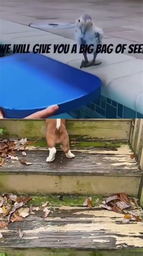 They see me floatin’ #shorts #viral #funny