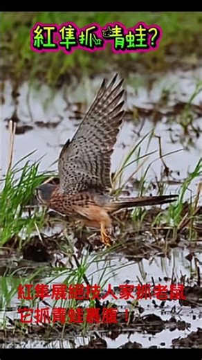 紅隼展絕技人家抓老鼠它抓青蛙裹腹！ #生態 #自然 #birdsong #birds #觀鳥 #animals #冬候鳥 #nature #birdwatching #cute