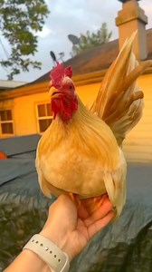 103K views · 624 reactions | I Recorded My Rooster Crowing in Slow Motion #roostercrowing | Wild BIRDS | Facebook