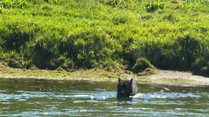 45K views · 4.9K reactions | A Yellowstone Minute - Summer Splash - A black wolf takes a swim across the Yellowstone River! Hey everyone if you love wolves especially Yellowstone wolves, there’s a new group out there that you can join it’s called Wolves of Yellowstone! It’s for everyone to share their￼ wolf adventures in Yellowstone. | Wild Love Images - Julie Argyle Wildlife Photography #shootwithacamera | Facebook