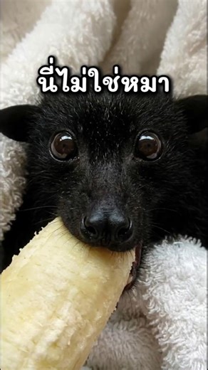 หน้าตาเหมือนลูกหมา… แต่นี่คือค้างคาวนะ!? #viral #animals #shorts