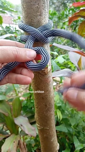 1.8K views · 14 reactions | Bowline knot #diy #camping #knot #tutorial #outdoor | Imas Arkhan | Facebook