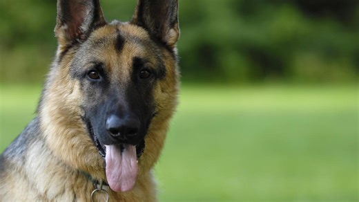 Pastor Alemán: carácter, origen y todo lo que tienes que saber de esta raza de perro