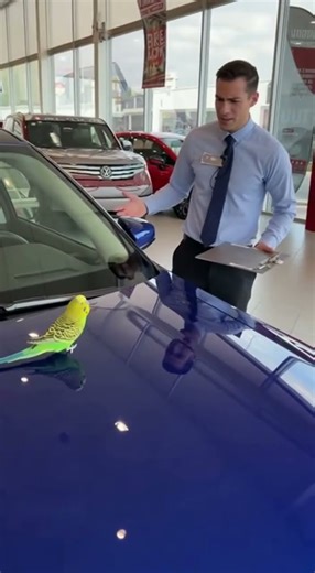 Parrot Tries Buying a Car