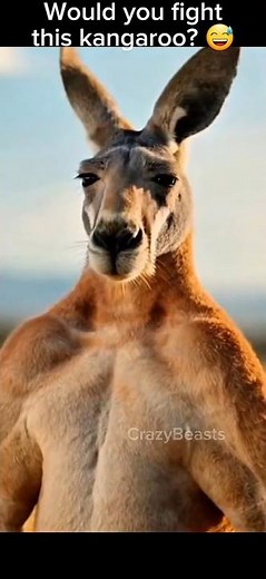Kangaroo vs Human Boxing… Unexpected Ending 😂🦘#Kangaroo #AnimalFight #FunnyAnimals