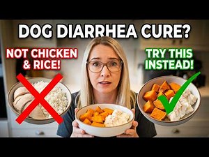What to Feed a Dog With Diarrhea (NOT Chicken and Rice!)