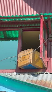 Honey bees swarm - New guests in home 🐝 #honeybees #beekeeping #purehoney | Raashid Sarfaraz