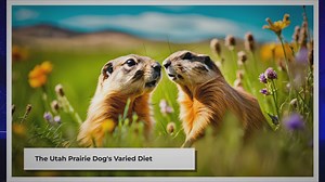What Does the Utah Prairie Dog Eat?
