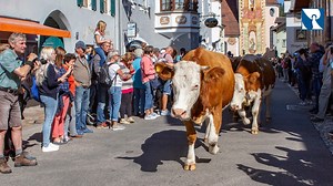 136 reactions · 29 shares | Aufgekranzt ins Tal: Weil keines der Tiere im Verlauf des Almsommers zu Schaden gekommen ist, wurden die Kühe beim traditionellen Almabtrieb in Mittenwald so schön geschmückt – gestern war es wieder soweit (aus unserem Archiv/Fotos und Videos: Robert Kiderle). | Erzbistum München und Freising | Facebook