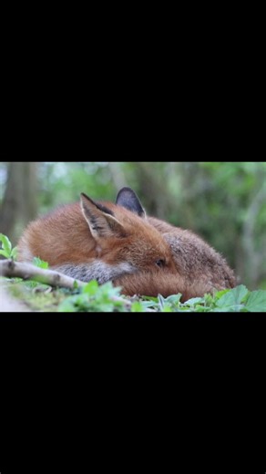 Sleepy Fox 🦊 #foxes #wildlifephotography #nature #wildlife #animals