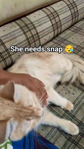 MY CAT ALWAYS FEELING SLEEPY 😴 #shorts #viral #cat #catlove #phonkagressive #funniestvideo #aww