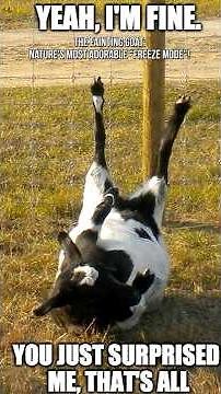The Fainting Goat: Nature’s Most Adorable “Freeze Mode”! #goat #animals #nature #fainting #facts