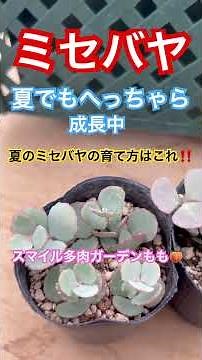 [Succulents][Watering] How to grow Misebaya in summer! ️Is this the best way to keep them healthy...