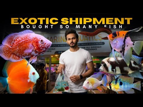 Exclusive Shipment at SK Marine… I Bought A My Dream Fish! - Imran’s World