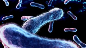 Want to stay healthy for the holiday season? Here are some ways you can boost your immunity. | WebMD