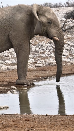 Watching this Elephant at Etosha, you witness a timeless bond between nature and wildlife. #namibia #etosha #elephant #safari #travel #wildlife #traveller #visitnamibia #africansafari #explore #birdlifephotography #madbookings | Madbookings - Travel Experts in Africa & Asia