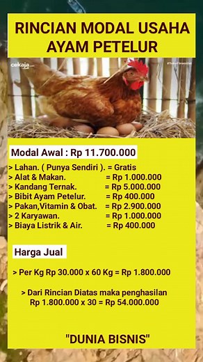 Panduan Lengkap Ternak Ayam Petelur untuk Pemula