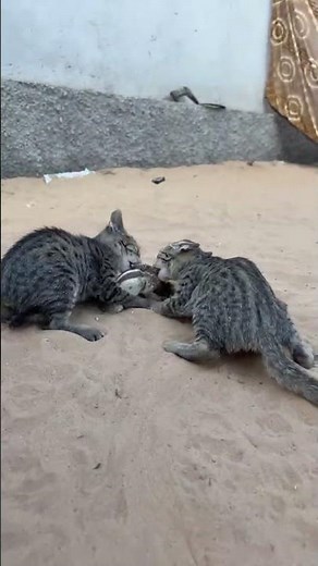 Live highlight kitten meowing to attract cats