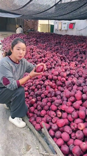 These red, juicy apples are so delicious #shortvideo #farming #youtubeshorts