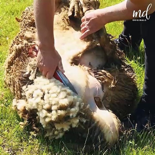 Step-by-step process of shearing a sheep