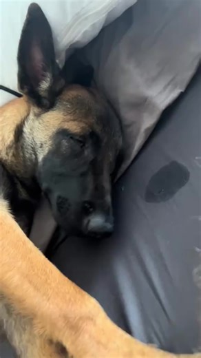 Hilarious Dogs Sleeping in Funny Positions