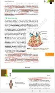 Human reproduction|Gametogenesis | Spermatogenesis chapter 2 class 12 BIOLOGY #trending #shorts