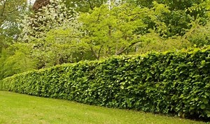 When to cut beech hedge: T When op tips and advice for pruning hedges