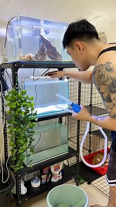 Paano nga ba mag alaga ng isda? 🐟 What’s up mga Ka-Fish Things! Para masimulan ang pag cycle ng ating aquarium tank kailangan natin ng Ammonia source para gumana ito. Pwede nyong gawin na mag lagay ng fish food at hayaan ito na mabulok then after 7 days or 14 tska kayo mag water change ng 50% Dahil yung ammonia ay naging nitrate na. ☺️ Pwede ka na mag lagay ng isda nun! Pero sa tulong ng Optima ay mapapadali mo ang proseso. | Fish Things