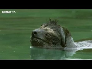 Rare Swimming Pygmy Sloth - Decade of Discovery - BBC