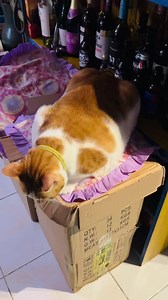 Yung guard namin sa bahay na palaging pagod😂 | Hi Fredo